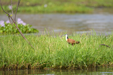 An African Jacana walking in a meadow near a river
