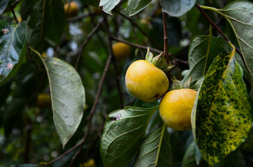 Persimmon tree in the farm.