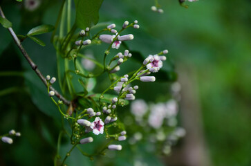 Skunk vine in the park.