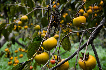 Persimmon tree in the farm.
