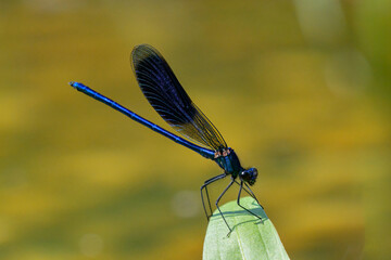 A banded demoiselle resting on a plant