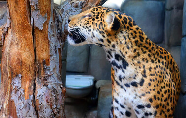 Jaguar are a feline in the Panthera genus only extant Panthera species native to the Americas. Jaguar is the third-largest feline after the tiger & lion & largest in the Americas © Daniel Meunier
