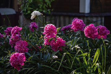 Blossoming pink peonies in the garden - 546923316