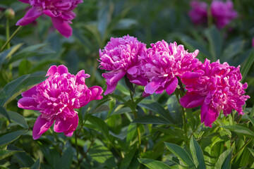 Blossoming pink peonies in the garden - 546923363