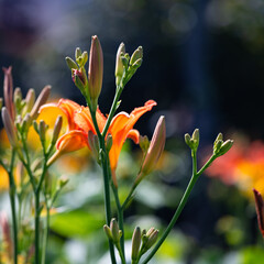 Orange flowers of a daylily - 546923388