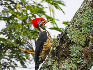 Dryocopus lineatus - Lineated Woodpecker