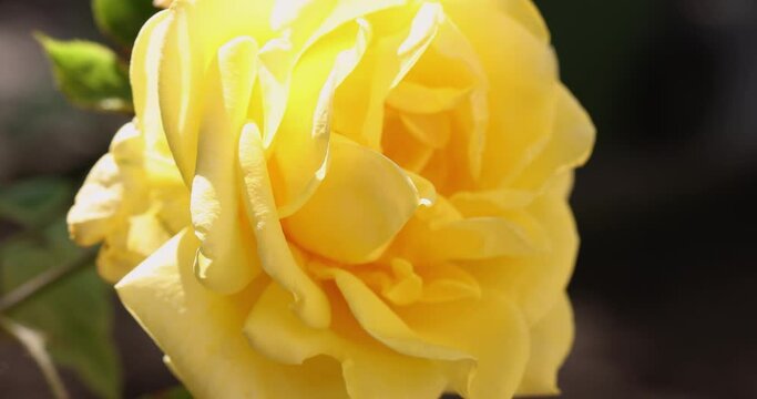Beautiful yellow rose in autumn garden