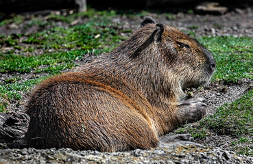 Capybara on the ground. The biggest modern rodent. Latin name - Hydrochoerus hydrochaeris