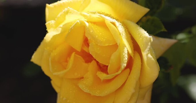 Beautiful yellow rose in autumn garden