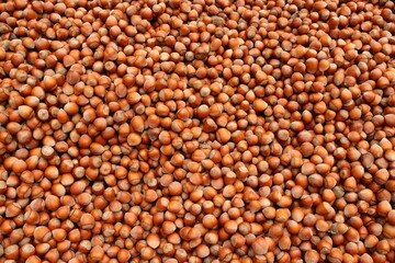 Hazelnuts with shell background. Top view of heap filberts nuts.