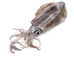 bigfin reef squid, green-eyed squid, oval squid, aoriika