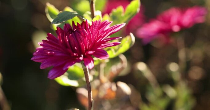 Beautiful chrysanthemum with dew drops in the garden