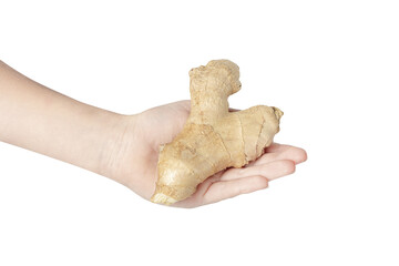The hand holds a ginger root. Ginger root in hand isolated on white background. Zingiber officinale...