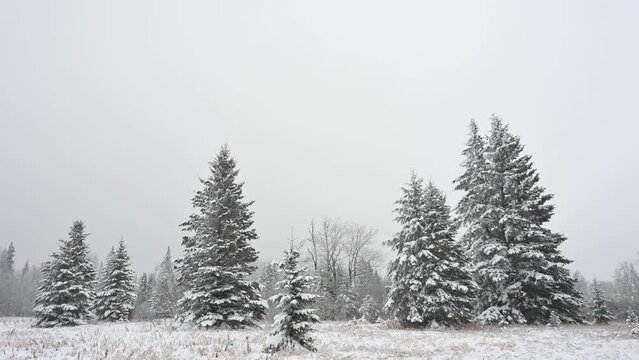 Snow covered spruce trees in a grassy field with light snow falling from a light grey sky.
