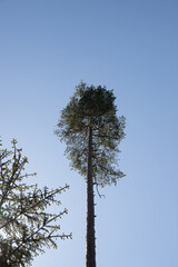 Tall tree against the blue sky