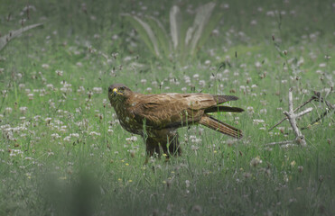Buteo buteo.  Common buzzard resting on the grass
