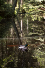 Duck swimming in the middle of the lake