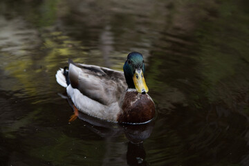 Duck swimming on the water