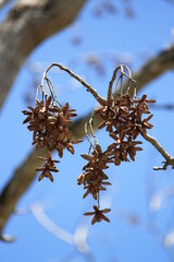 ripe tree fruit