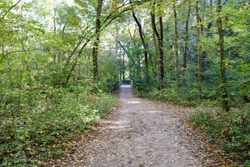 The long empty hiking trail in the forest.