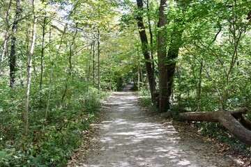 Fototapeta na wymiar The empty gravel hiking trail in the woods.