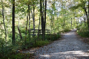 The old wood deck on the trail in the forest.