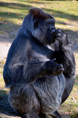 Gorillas are ground-dwelling, predominantly herbivorous apes that inhabit the forests of central Africa. The DNA of gorillas is highly similar to that of humans, from 95–99% 