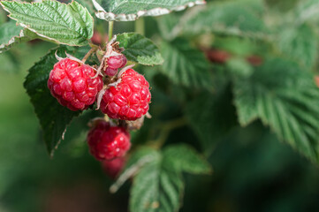 raspberries on a bush close-up