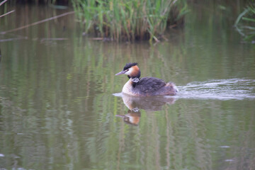 grèbe huppé et son petit