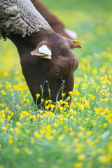 Portarait de mouton broutant