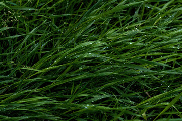 fresh green grass with rain drops full frame