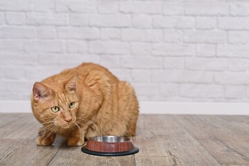 Ginger cat beside a food bowl look away and waiting for Food..	