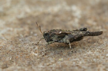 Closeup on a small colorful green Cepero's groundhopper, Tetrix ceperoi