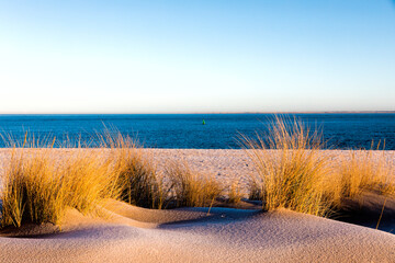 Dünengras in der Morgensonne, Insel Sylt, Westerland, Schleswig-Hostein, Deutschland