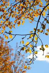 Colorful autumn leaves on a tree. Selective focus.