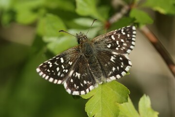 Closeup on a Pyrgus malvae, the grizzled skipper with spread wings