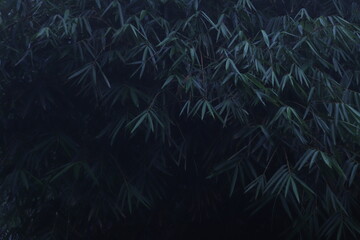 Indonesia Bali Tropica Forest Leaves