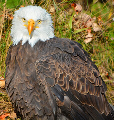 The bald eagle is a bird of prey found in North America. A sea eagle, it has two known subspecies and forms a species pair with the white-tailed eagle. Its range includes most of Canada and Alaska
