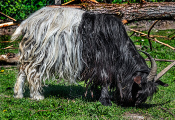 Wallis black and white domestic goat in its enclosure	