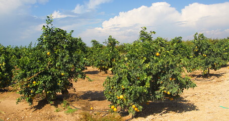 Fototapeta na wymiar Orchard with orange trees, orange plantations. Ripe fruits on branches. Rich harvest on the farm