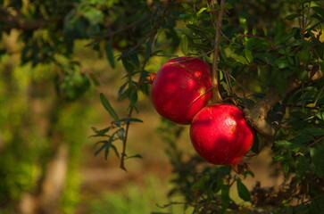 Large ripe pomegranates hang on a branch. Lots of fruits on the tree. Autumn harvest. Pomegranates for delicious juice. Space for text. Croissant fruit on a tree in the garden. Plantations of pomegran