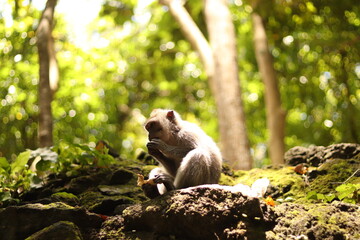 Indonesia Bali Forest Monkey Portraits