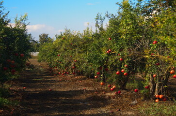 Garden with pomegranate trees. Rich harvest, large fruits, ripe pomegranates. Kibbutz moshav in Israel. Plantations with beautiful low trees. Red ripe pomegranates on a branch - ready to turn into jui