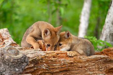 Coyote Pups (Canis latrans) Sniff Together in Log Summer