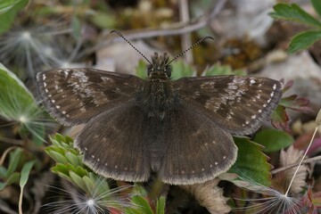 Closeup of the small brown Dingy skipper butterfly, Erynnis tages sitting on the ground
