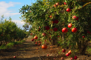 Spectacular ripe red pomegranate israeli garden. Big and beautiful pomegranate fruits on trees....