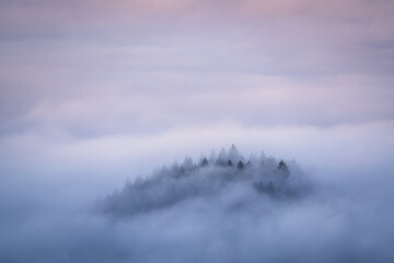 Trees on a mountain top rise out of the fog during an inversion weather situation in the Black Forest