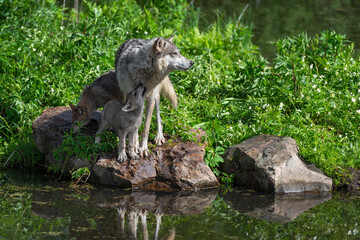 Fototapeta na wymiar Grey Wolf (Canis lupus) Pup Noses Up at Adult Standing on Island Rocks Summer