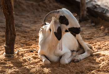 West Africa. Senegal. A Nubian goat is resting on the sand in the fishermen's village. The Nubian...