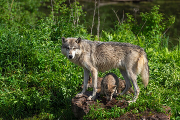 Adult Grey Wolf (Canis lupus) Stands Overtop Pup Summer